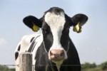El Reglamento Europeo relativo a las enfermedades transmisibles de los animales recoge las responsabilidades en materia de uso responsable en medicamentos veterinarios