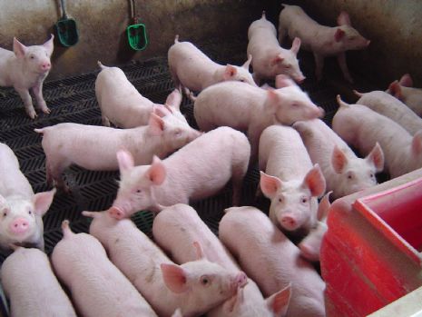 III Encuentro Internacional en Sanidad Animal y Seguridad Alimentaria