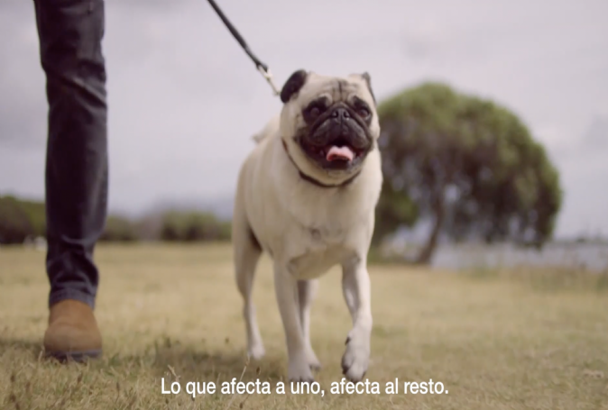 La importancia de la premisa `One Health`