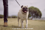 La importancia de la premisa `One Health`