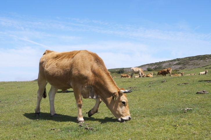 vaca