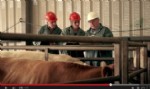 FVO seguridad alimentaria y sanidad animal