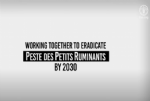 peste